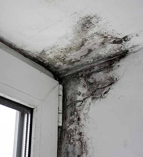 Choose Our Directory for Finding Mold Removal Services